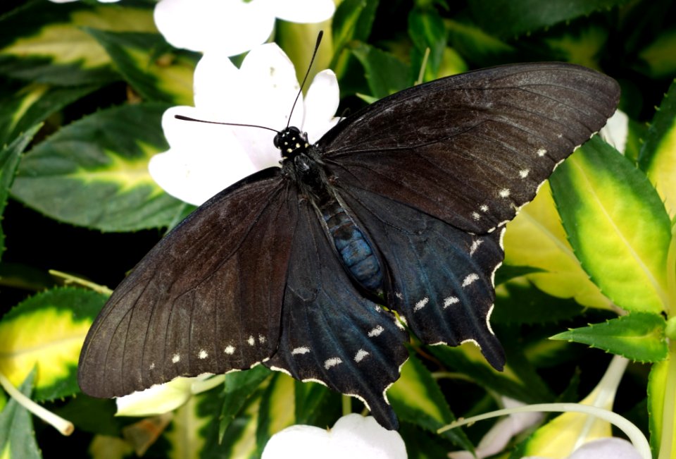 Butterfly show - Krohn Conservatory - DSC03641