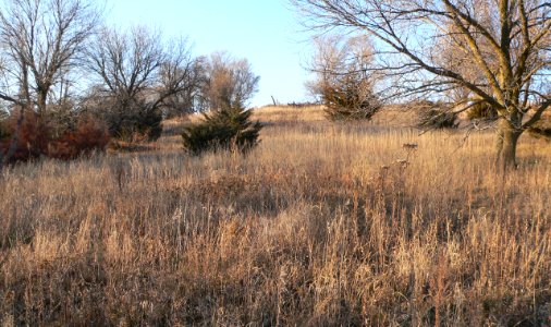 Burkett site (Nance County, Nebraska) (2)