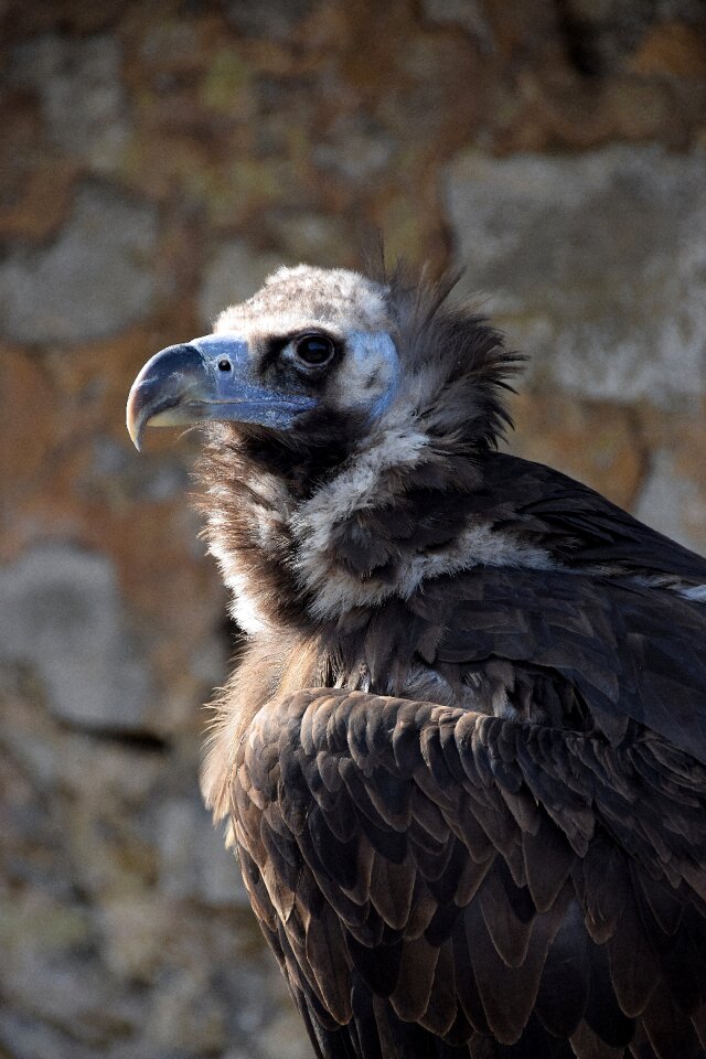 Raptor bird of prey bird