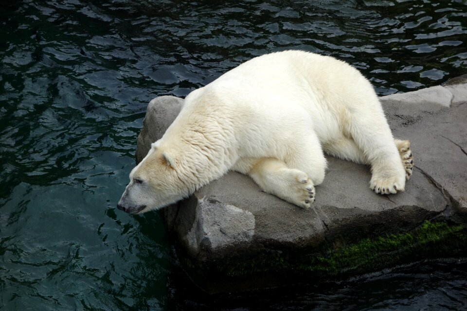 Polar bear bear predator