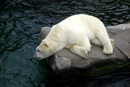 Polar bear bear predator