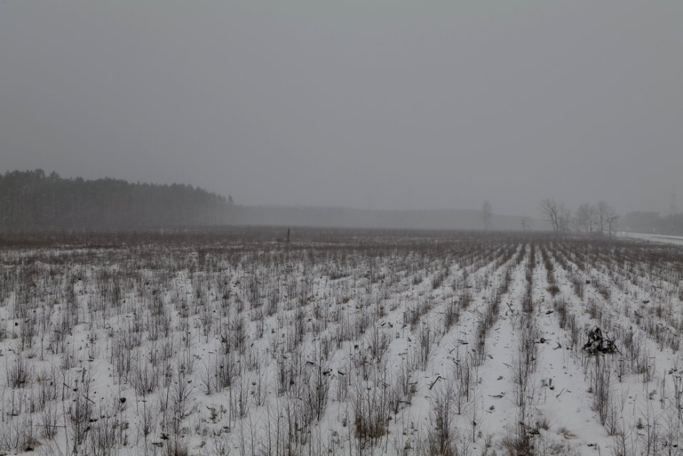Burned forest Ferch with snow 2021-02-07 08