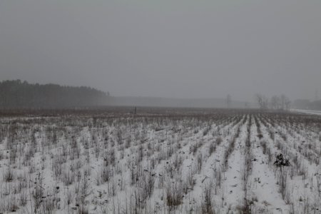 Burned forest Ferch with snow 2021-02-07 08