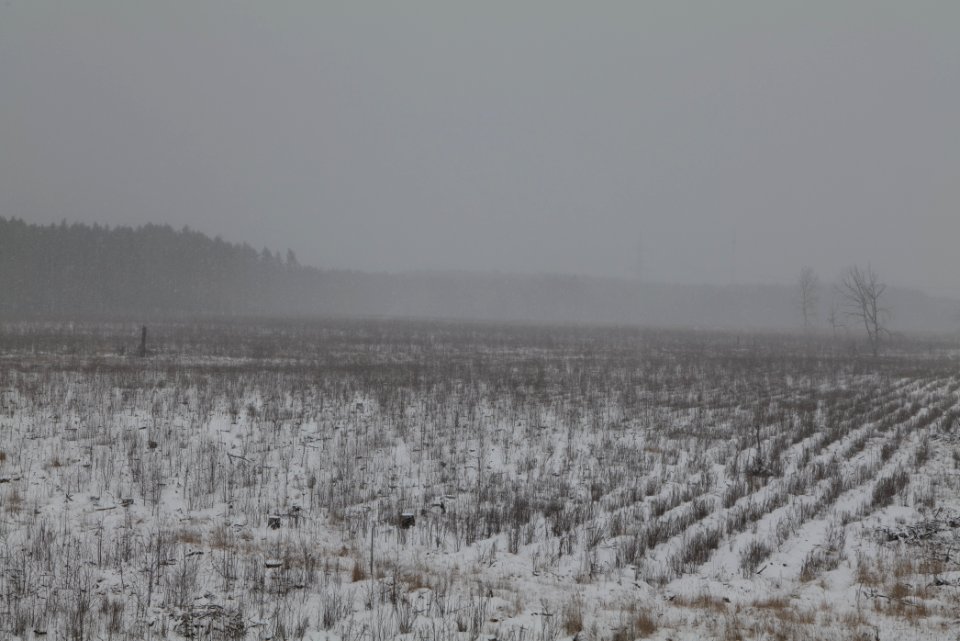 Burned forest Ferch with snow 2021-02-07 04