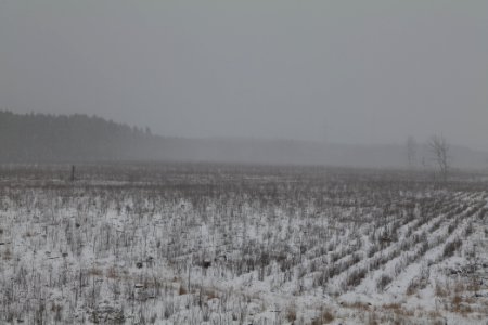 Burned forest Ferch with snow 2021-02-07 04