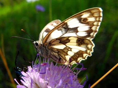 Babočkovití butterfly wings nature