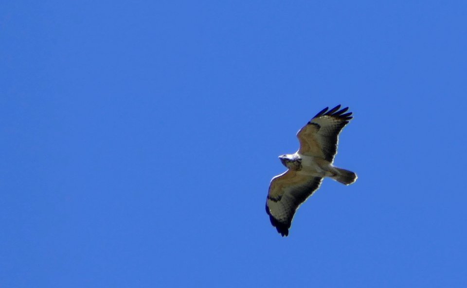 Buteo buteo - Mäusebussard
