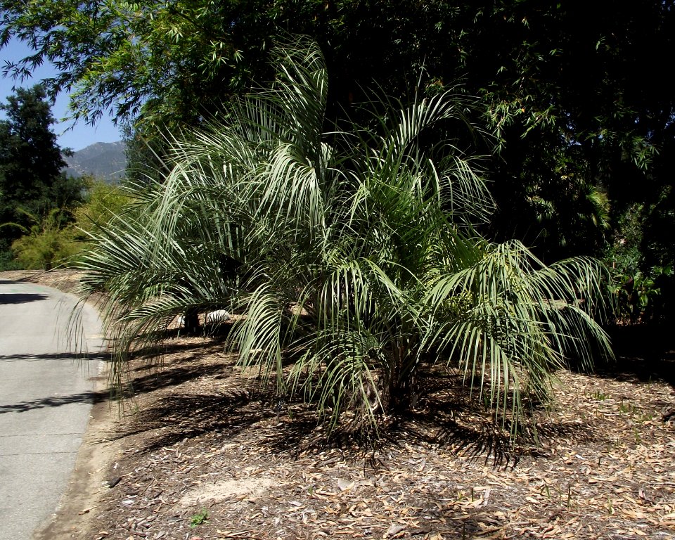 Butia paraguayensis