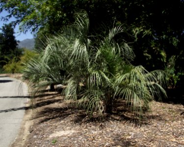Butia paraguayensis
