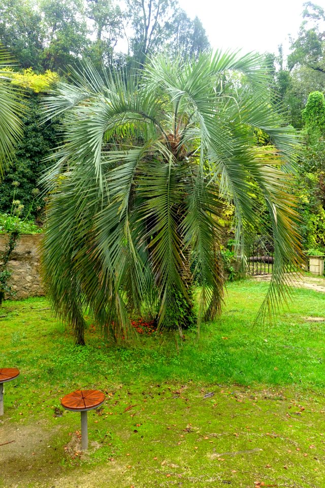 Butia eriospatha - Jardim Botânico da Universidade de Coimbra - Coimbra, Portugal - DSC08888