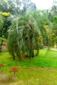 Butia eriospatha - Jardim Botânico da Universidade de Coimbra - Coimbra, Portugal - DSC08888