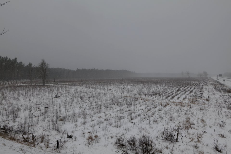 Burned forest Ferch with snow 2021-02-07 01