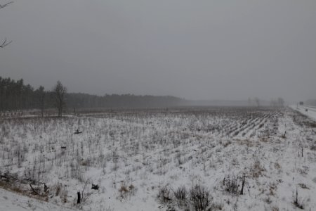 Burned forest Ferch with snow 2021-02-07 01