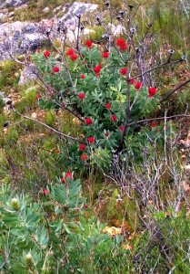 Burnt Protea nitida - new growth after fire