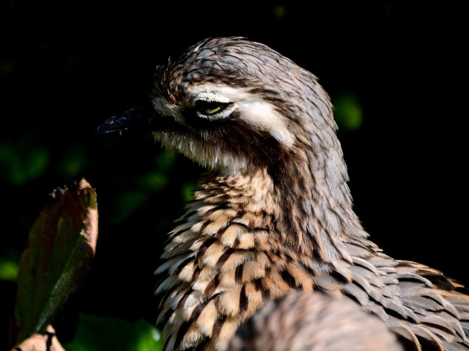 Burhinus grallarius Parc des Oiseaux 21 10 2015 1