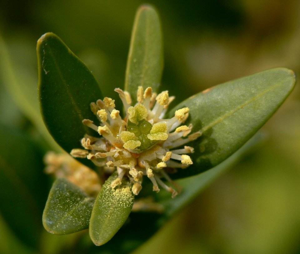 Buxus sempervirens IP1204022