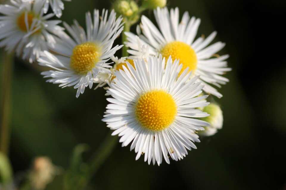 Yellow white meadow