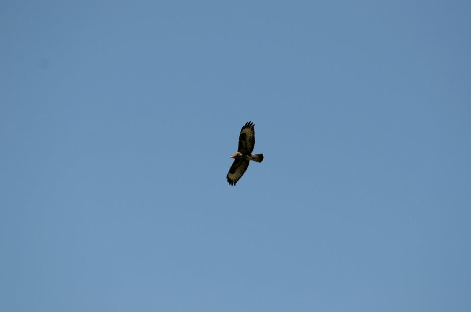Buteo buteo4