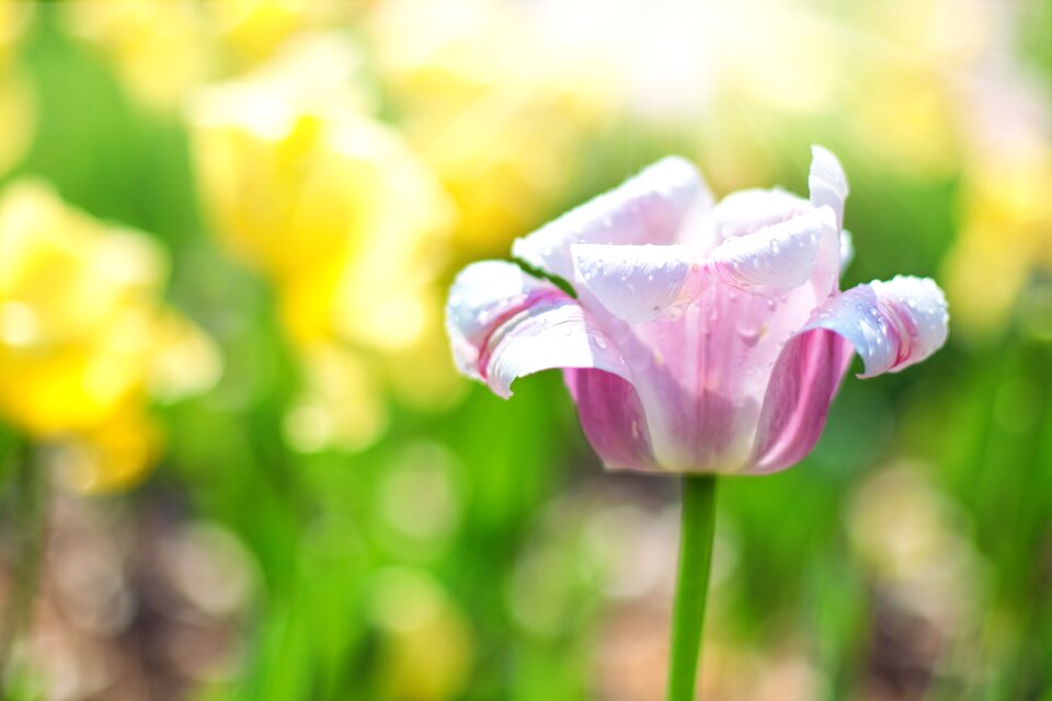 Spring flowers floral