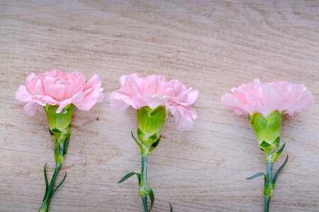 Flowers three pink flowers