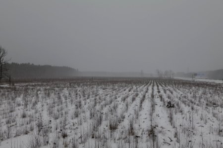 Burned forest Ferch with snow 2021-02-07 07