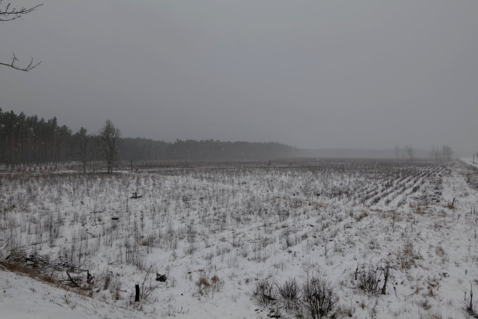 Burned forest Ferch with snow 2021-02-07 02