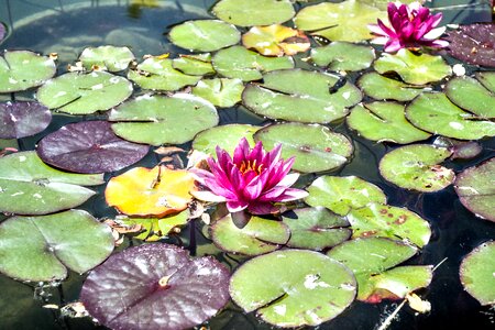 Water nature green
