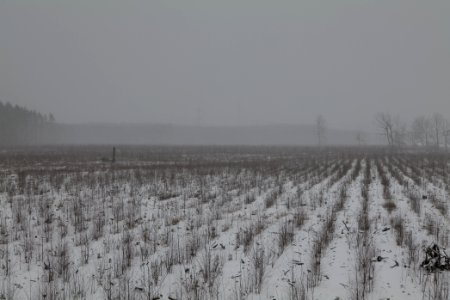 Burned forest Ferch with snow 2021-02-07 06