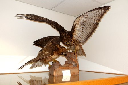 Buteo jamaicensis (juveline) - Mount Angel Abbey Museum - Mount Angel Abbey - Mount Angel, Oregon - DSC00064