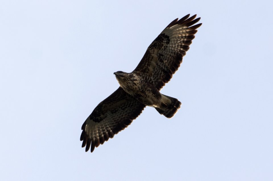 Buteo buteo insularum, Azores