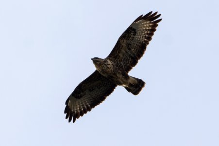 Buteo buteo insularum, Azores