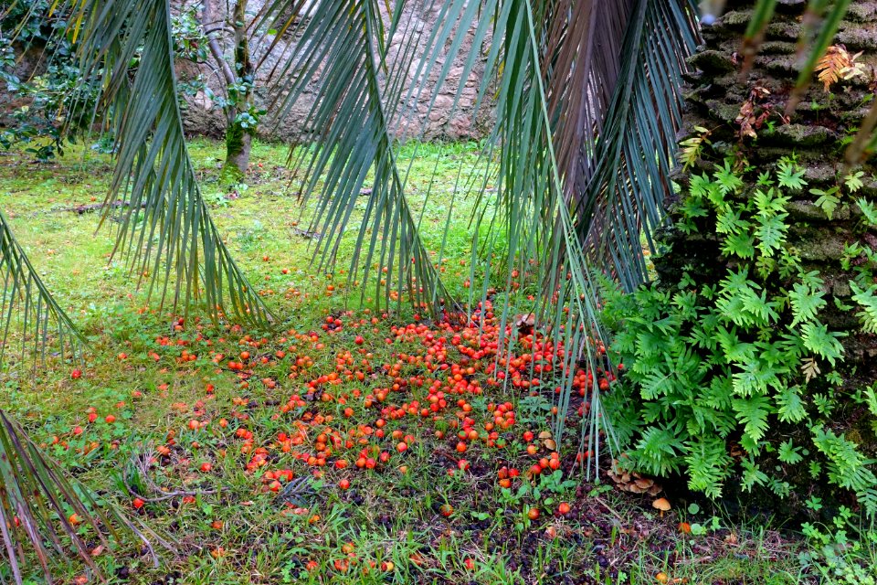Butia eriospatha - Jardim Botânico da Universidade de Coimbra - Coimbra, Portugal - DSC08890
