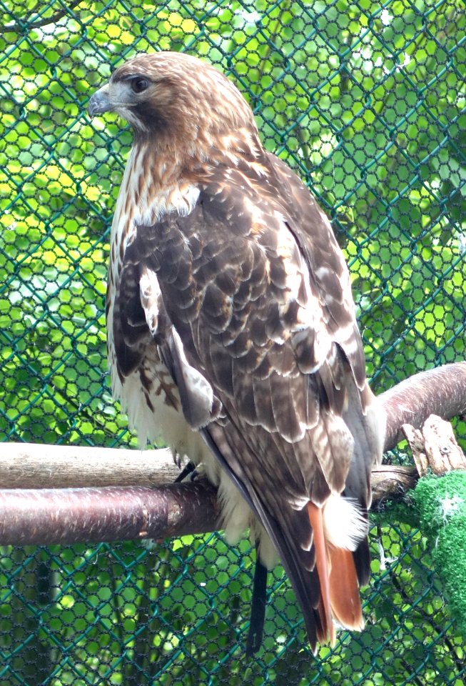 Buteo jamaicensis - Southern Vermont Natural History Museum - DSC08535