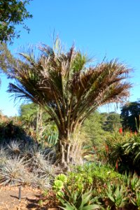 Butia capitata - San Francisco Botanical Garden - DSC09766