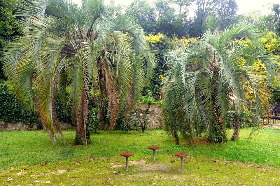 Butia eriospatha - Jardim Botânico da Universidade de Coimbra - Coimbra, Portugal - DSC08884