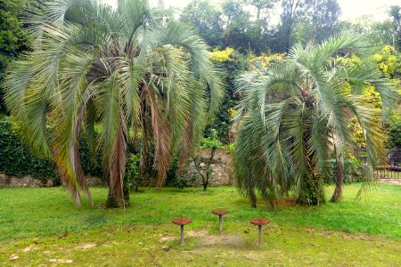 Butia eriospatha - Jardim Botânico da Universidade de Coimbra - Coimbra, Portugal - DSC08884