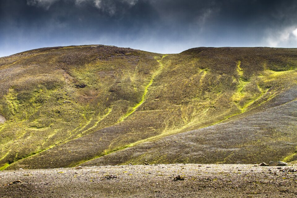 Green brown moss