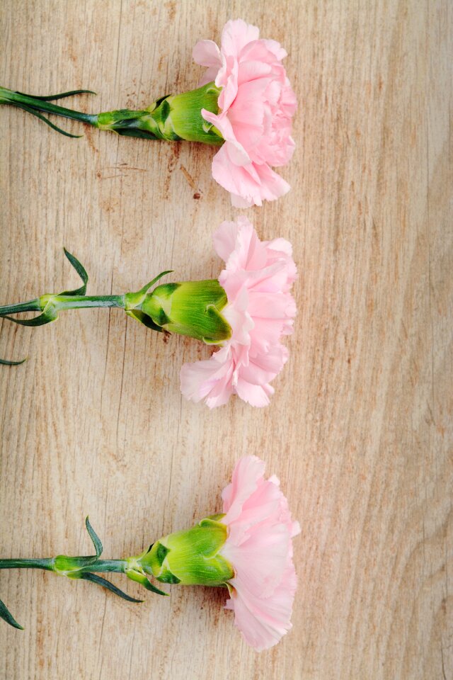 Flowers three pink flowers