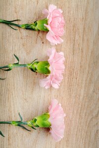 Flowers three pink flowers photo