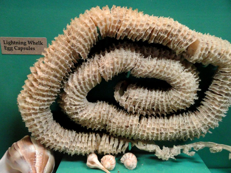 Busycon contrarium egg capsules - Pacific Grove Museum of Natural History - DSC06673