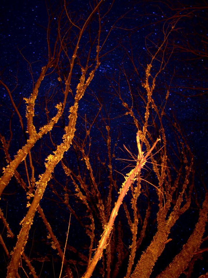 Burning Branches And Stars (205452223)