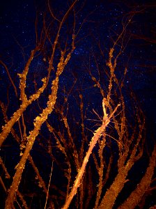 Burning Branches And Stars (205452223)