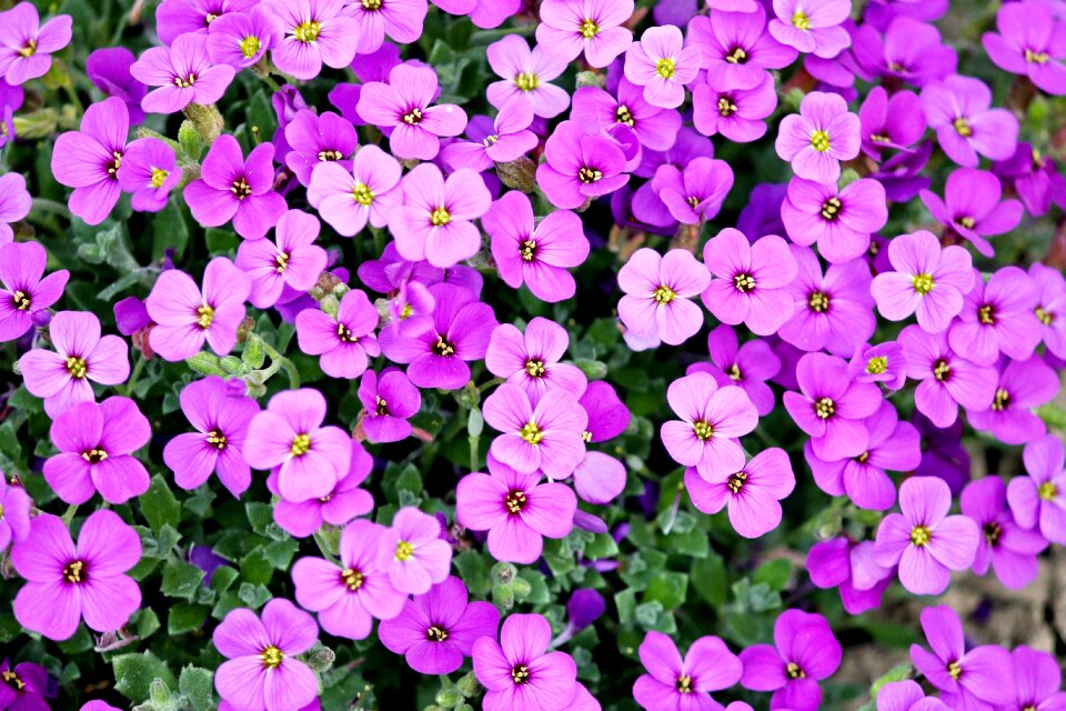 Pink cross flowers garden