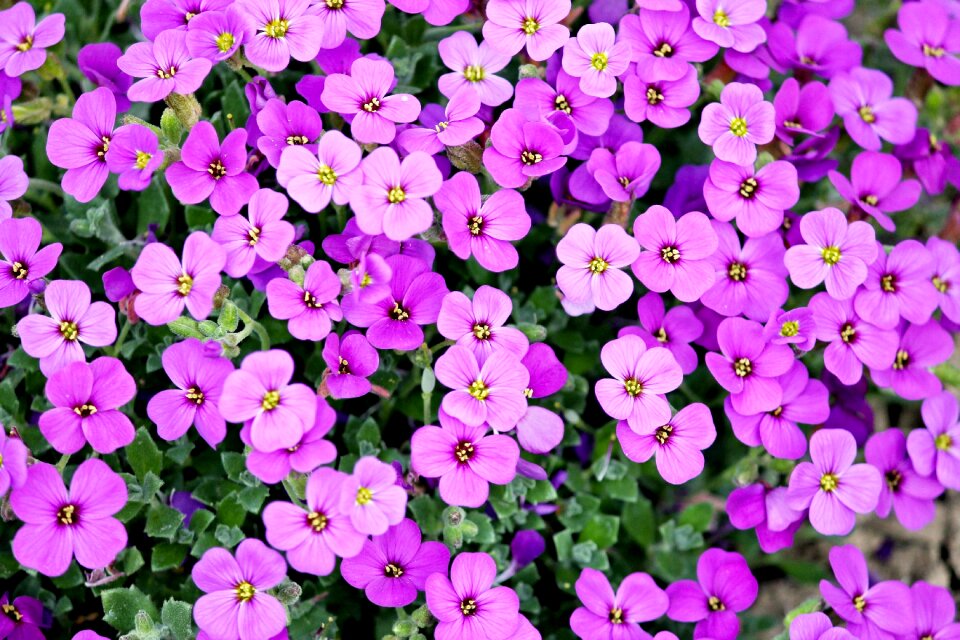 Pink cross flowers garden photo