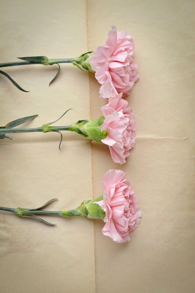 Flowers three pink flowers