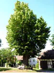 Burgwitz, Kospoda, Thuringia 3