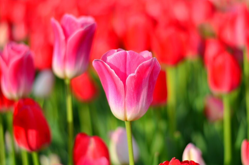 Vivid color nature close-up