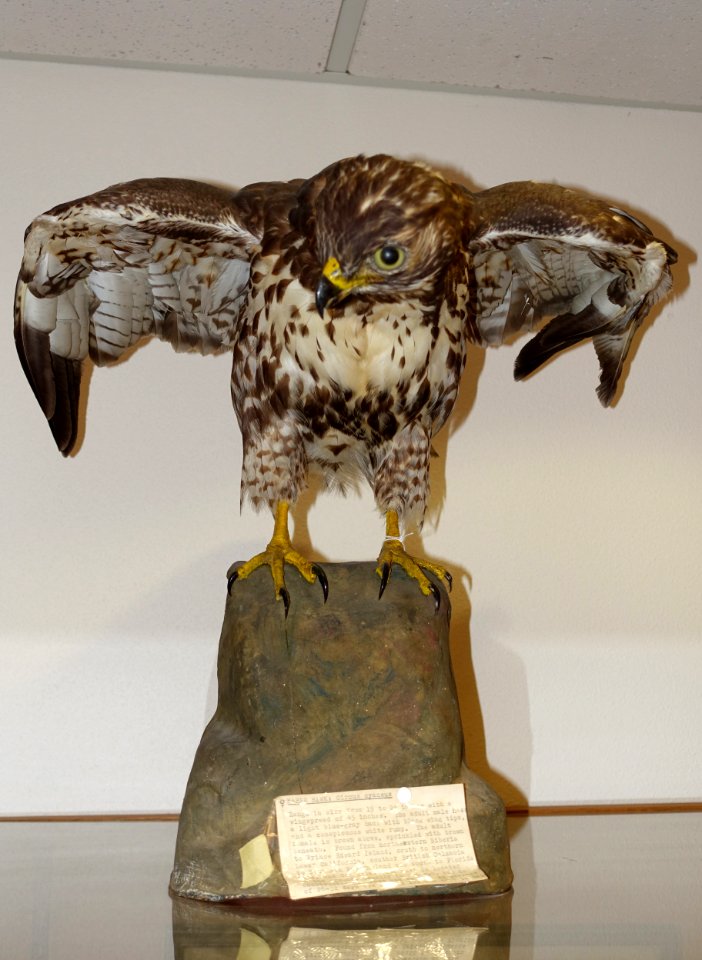 Buteo jamaicensis - Mount Angel Abbey Museum - Mount Angel Abbey - Mount Angel, Oregon - DSC00063