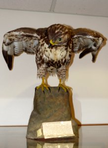 Buteo jamaicensis - Mount Angel Abbey Museum - Mount Angel Abbey - Mount Angel, Oregon - DSC00063