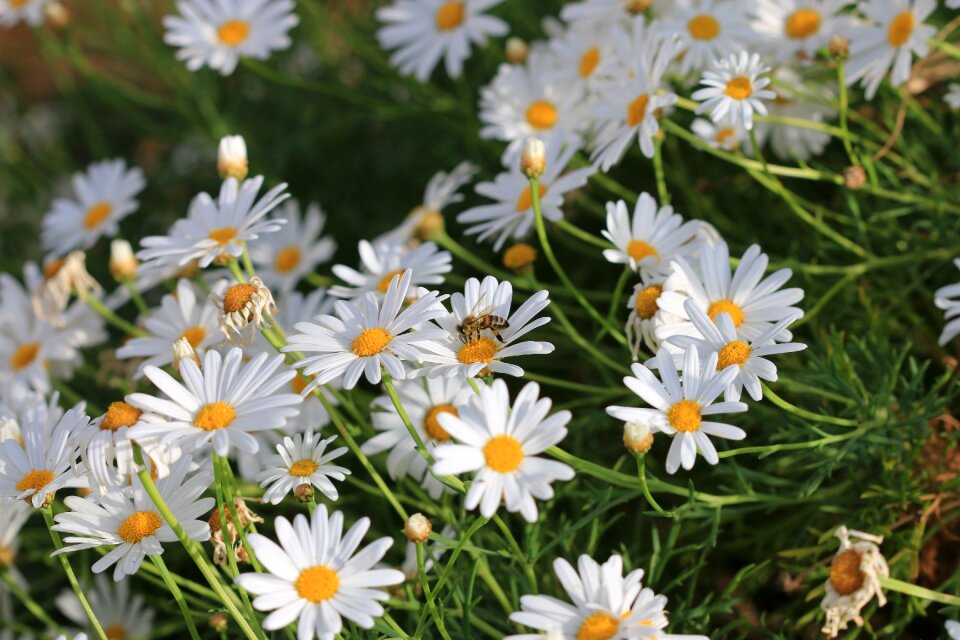 Plant nature flowers
